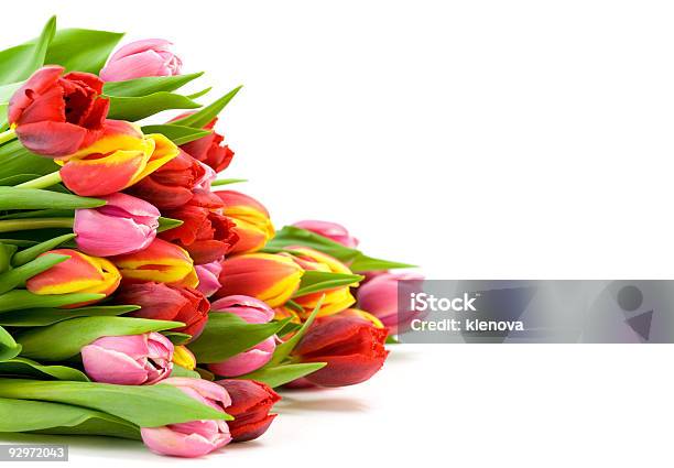 Bouquet Of The Fresh Tulips Stock Photo - Download Image Now - Arrangement, Blossom, Botany