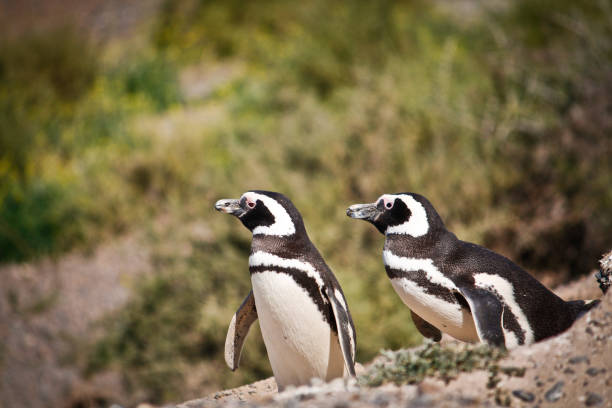 istock Copy Patagonia Beach Penguins 929723578