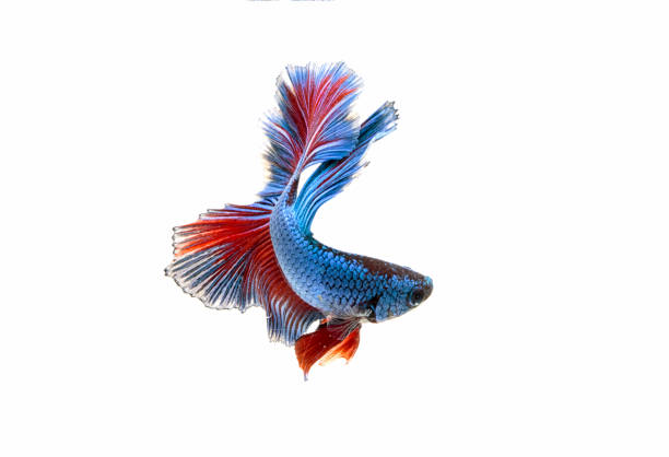 istock Moving moment of fighting fish isolated 929723840