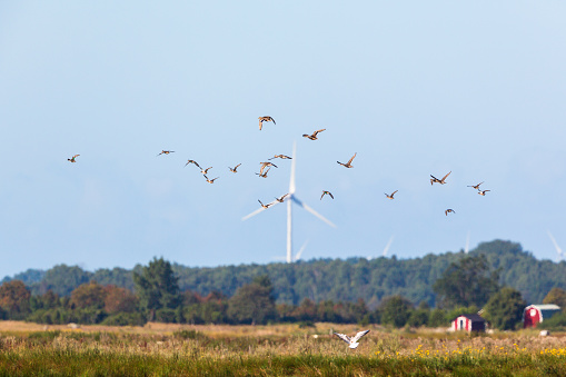 Flock of Mallard ducks with wind power in the horizon