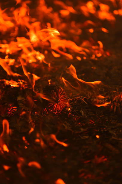 istock Glowing pine cones as flames pass over them during a forest fire 929725314