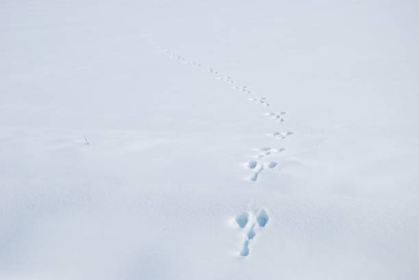 istock Animal imprints in a snowy field 929725502