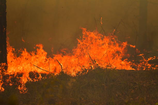 istock Forest fire moving through ground cover vegetation 929725566