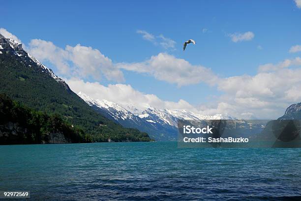 Swan Voar Sobre Um Lago Nos Alpes Suíços - Fotografias de stock e mais imagens de Alpes Europeus - Alpes Europeus, Alpes suíços, Animal selvagem