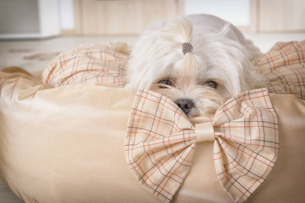 Pet dog relaxed on vintage sofa with pink pillow at home
