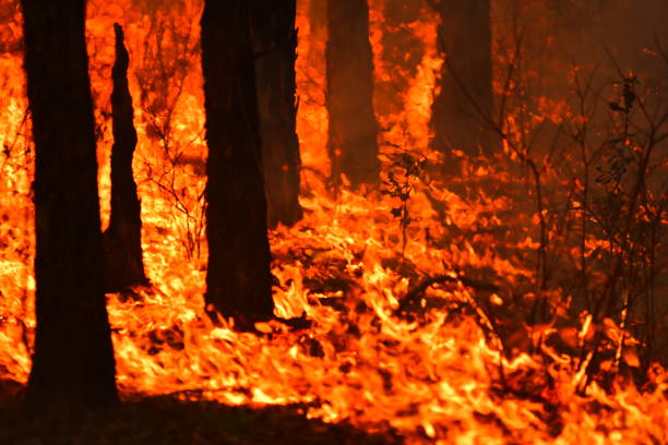 istock Close view of forest fire moving through ground cover with silhouetted trunks 929727760