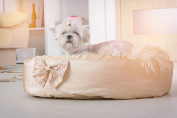 istock Dog on the dog bed 929727830