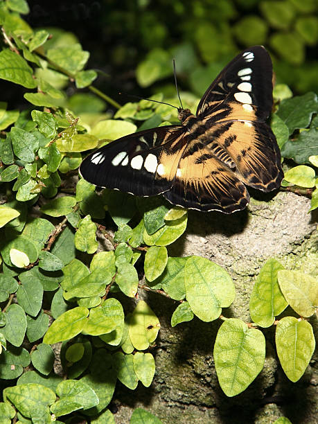 mariposa; "clipper" (parthenos sylvia - parthenos fotografías e imágenes de stock