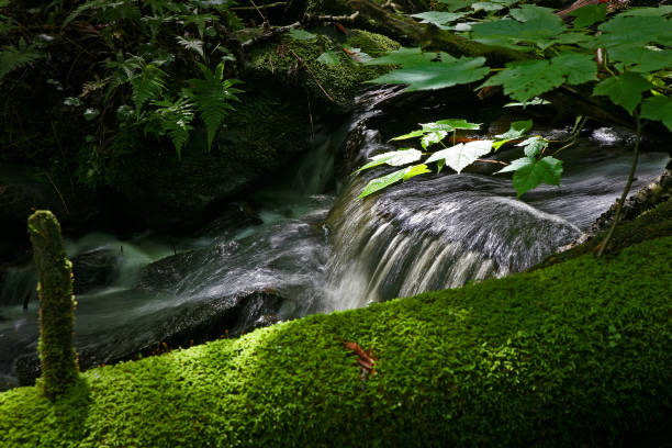 pequeno riacho na floresta em Quebec Canadá - foto de acervo