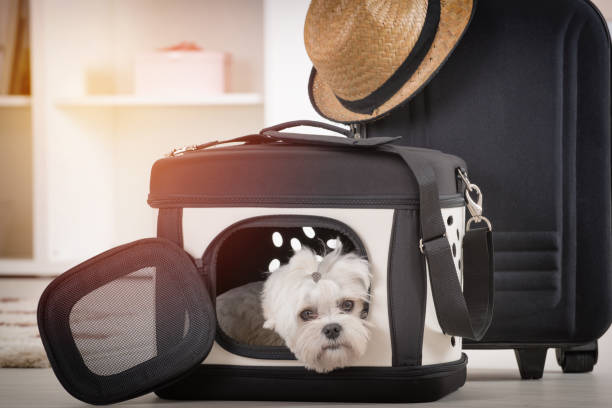 istock Dog sitting in his transporter 929727906