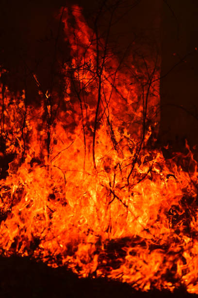 Fire moving along forest floor, burning up vines, brush and leaf litter as it creeps along. Photo taken in north central Florida. Nikon D750 with Nikon 200mm macro lens