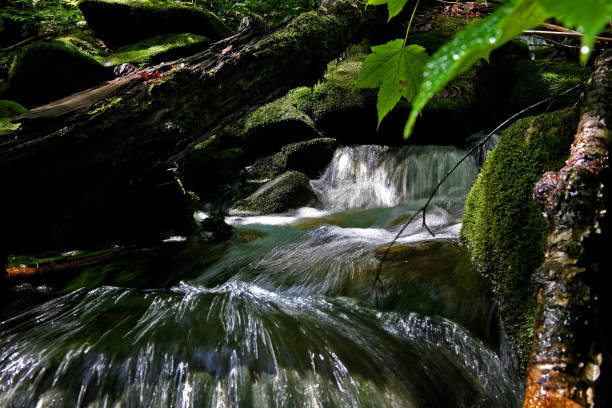 pequeno riacho na floresta em Quebec Canadá - foto de acervo