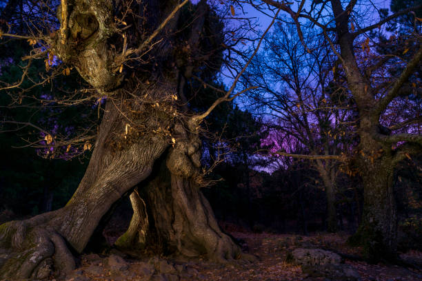 istock Chestnut forest, in El Tiemblo, Avila, Spain. 929728142