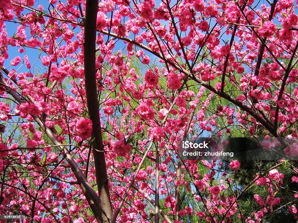 fiori di pesco - Foto stock royalty-free di Aiuola