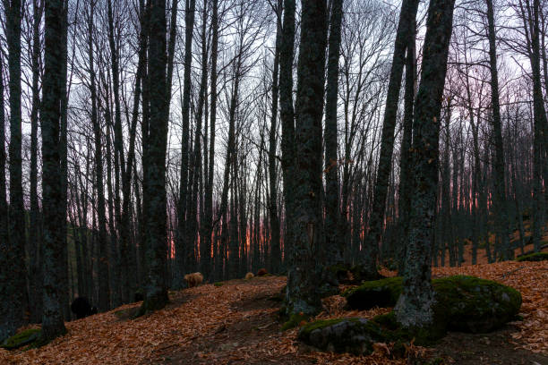 istock Chestnut forest, in El Tiemblo, Avila, Spain. 929728320