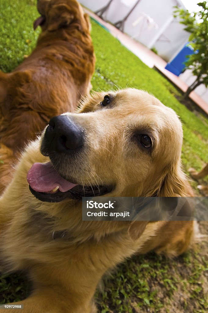 Golden retriever dogs 4  Affectionate Stock Photo