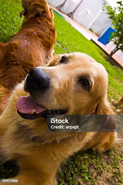 Golden Retriever Dogs 4 Stock Photo - Download Image Now - Affectionate, Alertness, Animal