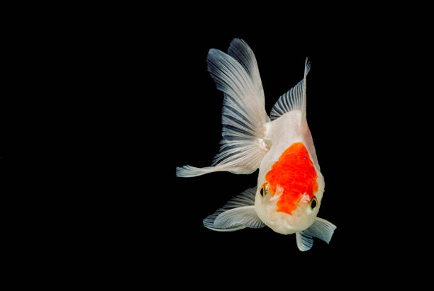 istock Gold fish isolated on a black background 929731444