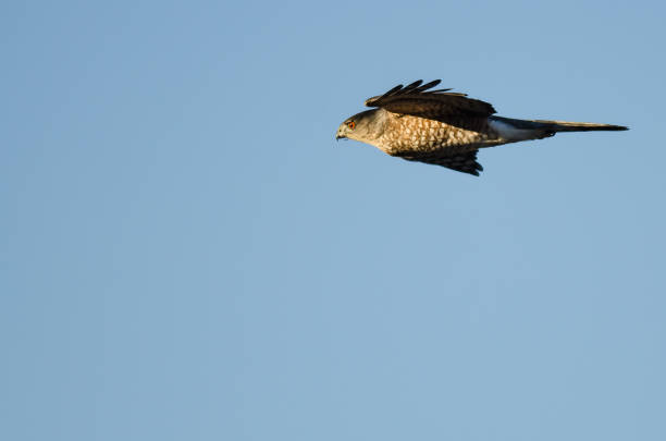 Sharp-Shinned Hawk Flying in a Blue Sky Sharp-Shinned Hawk Flying in a Blue Sky accipiter striatus stock pictures, royalty-free photos & images