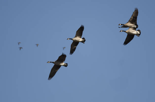 istock Four Canada Geese Flying in a Blue Sky 929734660
