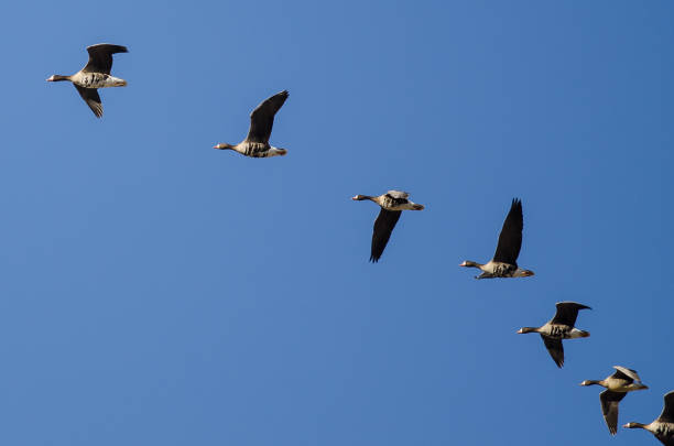 istock Flock of Greater White-Fronted Geese Flying in a Blue Sky 929734808