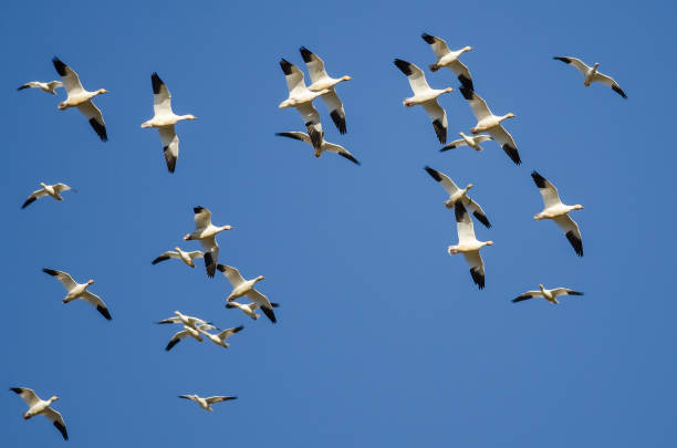 istock Flock of Snow Geese Flying in a Blue Sky 929734832