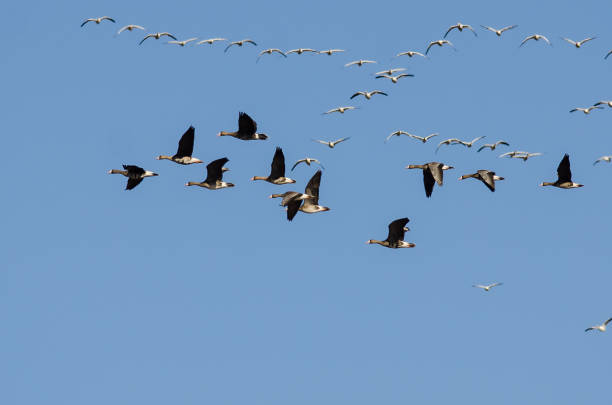 istock Greater White-Fronted Geese Flying Among the Snow Geese 929734892