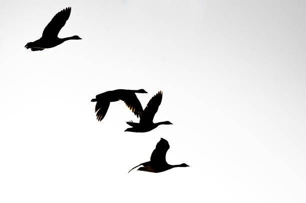 istock Four Silhouetted Canada Geese Flying on a White Background 929734932