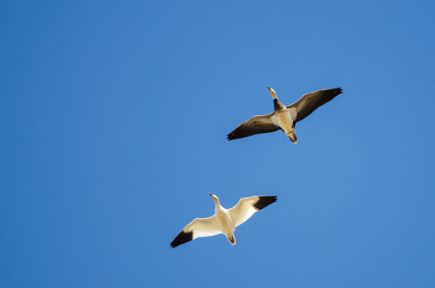 istock Blue Goose Flying with Snow Goose in a Blue Sky 929734984