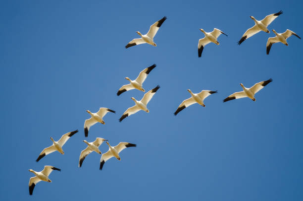 istock Small Flock of Snow Geese Flying in a Blue Sky 929735120