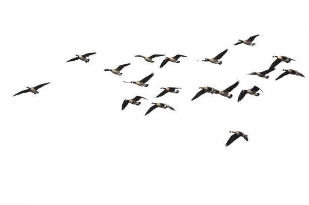 istock Large Flock of Canada Geese Flying on a White Background 929735184