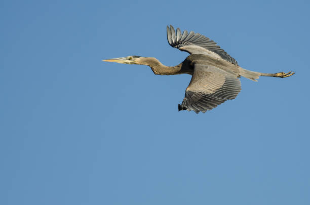istock Great Blue Heron Flying in a Blue Sky 929735368
