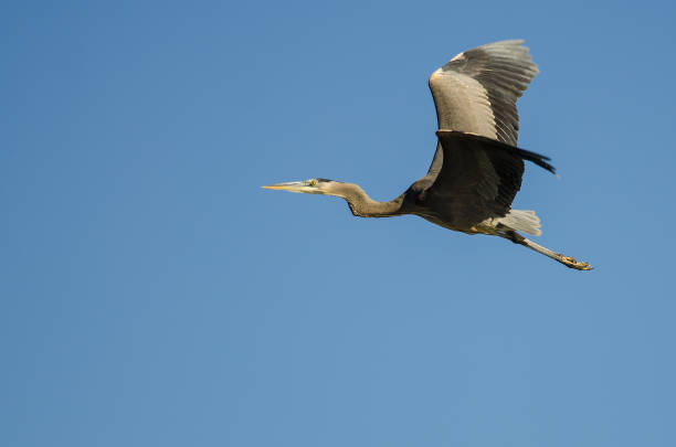 istock Great Blue Heron Flying in a Blue Sky 929735450