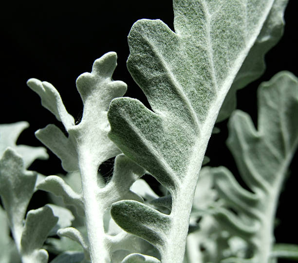 Dusty Miller  cineraria maritima stock pictures, royalty-free photos & images