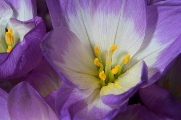 istock Crocus flower as a background texture close-up. Macro photo 929736396