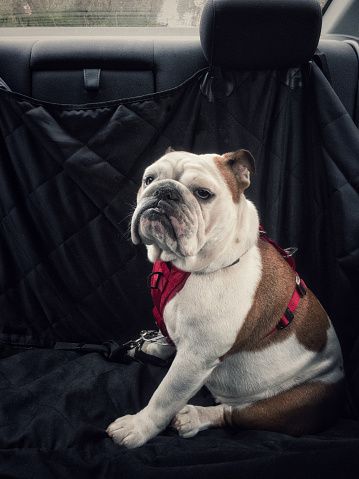 Posh Bulldog, passenger in the rear seat of a car. Female, 18 months old