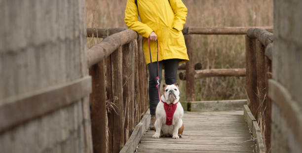 istock dog with her owner in the countryside 929739492