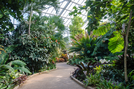 Belmont, North Carolina, USA - March 3, 2017: Indoors in the Orchid Conservatory at Daniel Stowe Botanical Garden during the annual Art & Orchids event. The display featured exotic plants and orchids as well as displays showing how to grow and care for orchids. The Orchid Conservatory is part of Daniel Stowe Botanical Garden which is a 380 acre botanical garden founded by Daniel J. Stowe who was a textile executive. The Garden has fountains, trails, formal gardens, a children’s garden and natural areas.