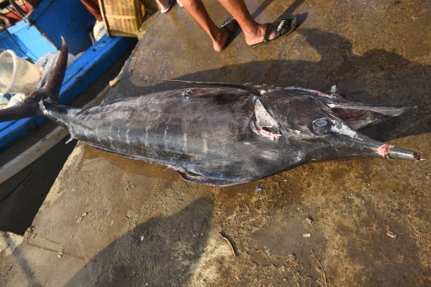 istock Giant Marlin/Sailfish/Swordfish ready for sale 929747066
