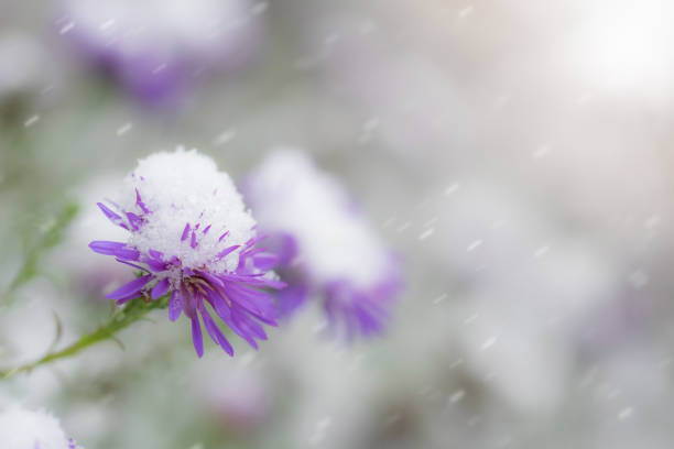 istock Flower of alpine asters under snow 929747226