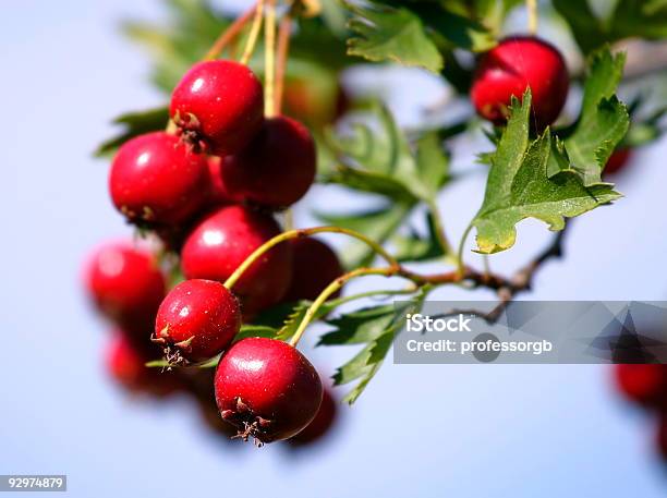 Ruso Hawthorn Bayas Foto de stock y más banco de imágenes de Color - Tipo de imagen - Color - Tipo de imagen, Crataego, Flora