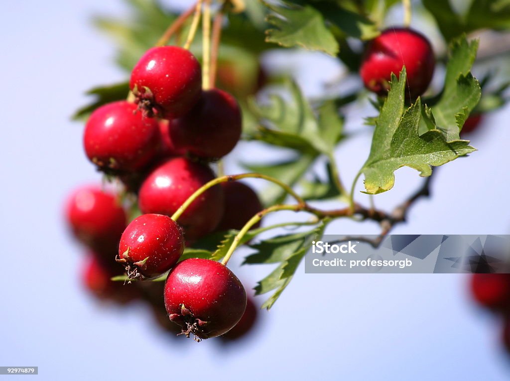 Russian hawthorn Frutti di bosco - Foto stock royalty-free di Albero