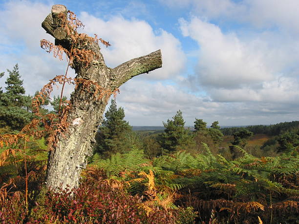 Tree stump stock photo