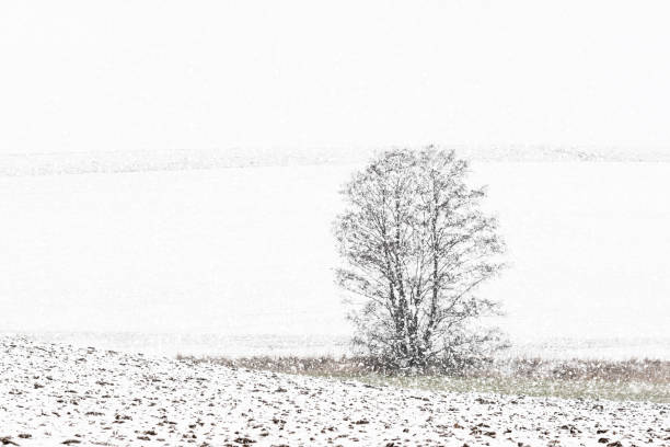istock Snowy countryside with tree and falling snow 929750386