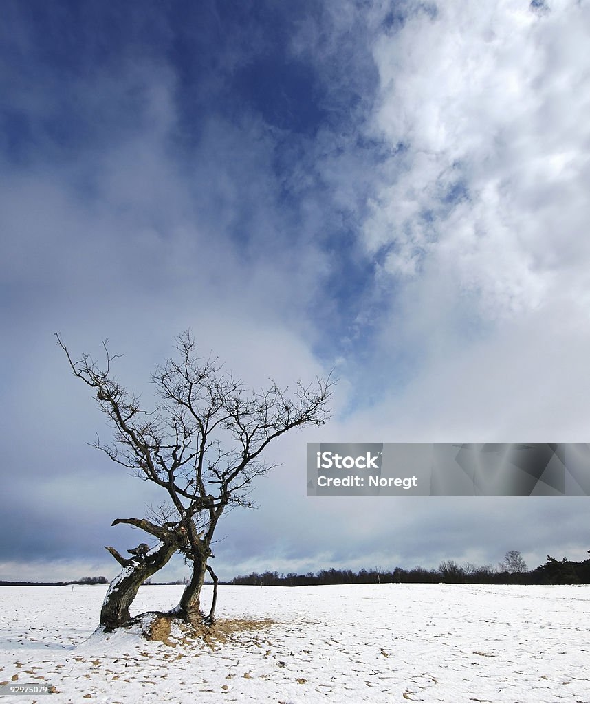 Arbre à fondre la neige - Photo de Angle libre de droits