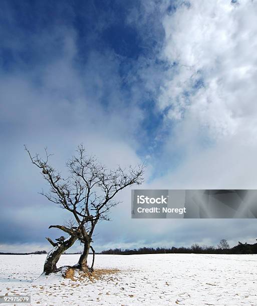 Photo libre de droit de Arbre À Fondre La Neige banque d'images et plus d'images libres de droit de Angle - Angle, Arbre, Arbre sans feuillage