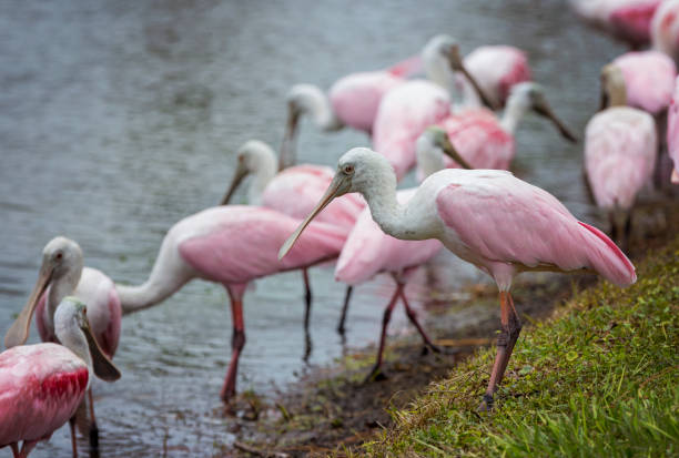 istock Flock of Roseate Spoonbills 929753546