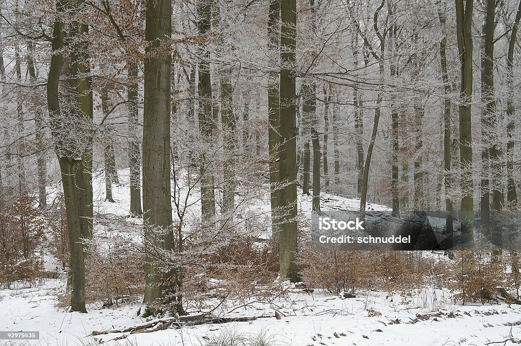 Winterliche woods - Lizenzfrei Baum Stock-Foto