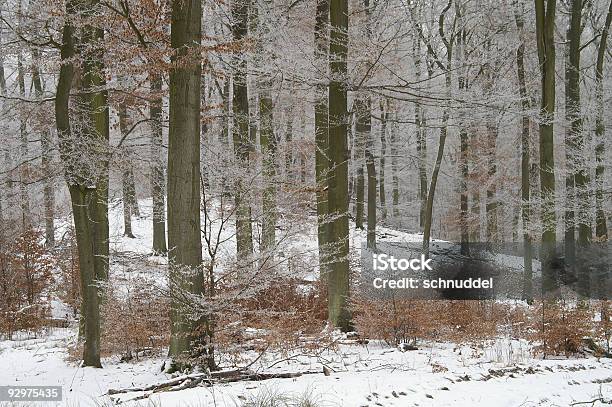 Winterliche Woods Stockfoto und mehr Bilder von Baum - Baum, Baumrinde, Bedeckter Himmel