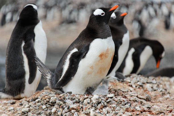 istock Gentoo penguin with chicks in nest 929754998